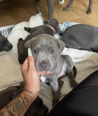 Pure Blue Staffordshire-Bull-Terrier pups for sale